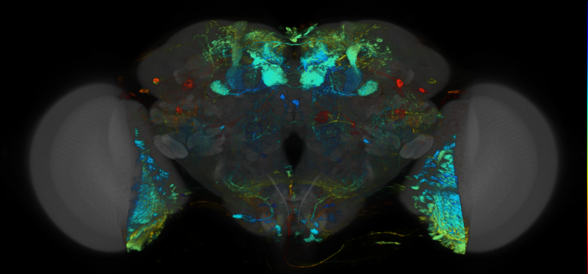 P{VT048839-GAL4} expression pattern