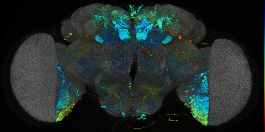 P{VT048839-GAL4} expression pattern