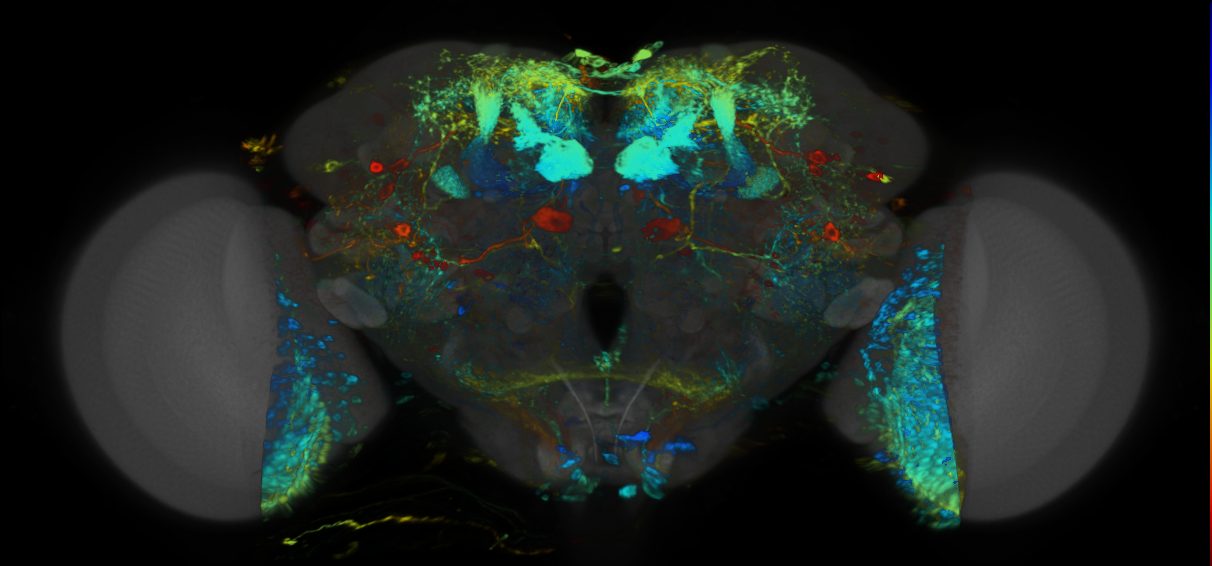 P{VT048839-GAL4} expression pattern