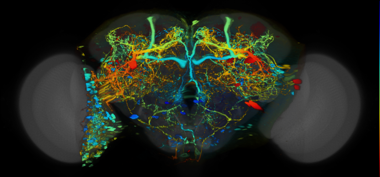 P{VT048851-GAL4} expression pattern