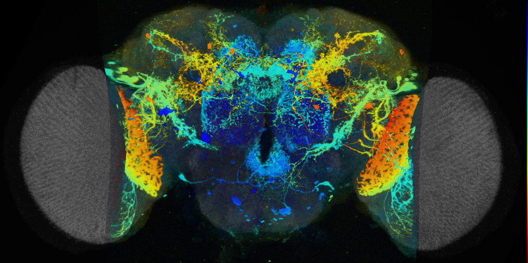 P{VT048874-GAL4} expression pattern
