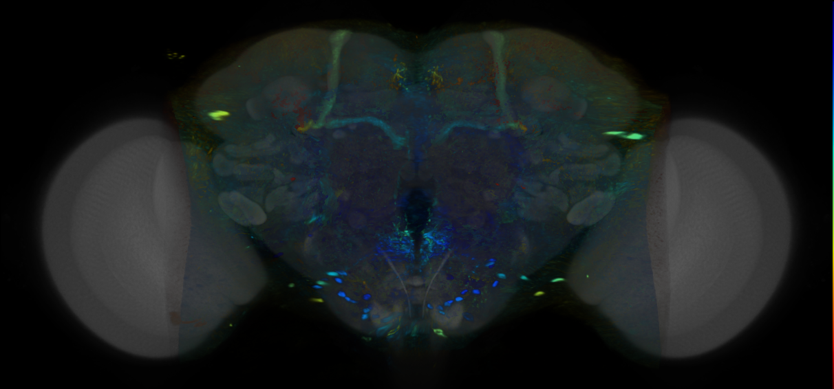 P{VT048905-GAL4} expression pattern