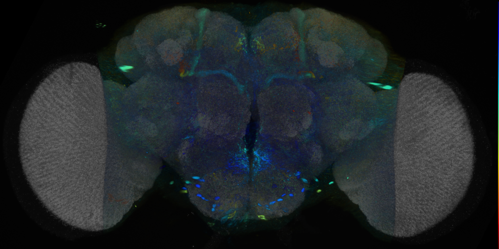 P{VT048905-GAL4} expression pattern