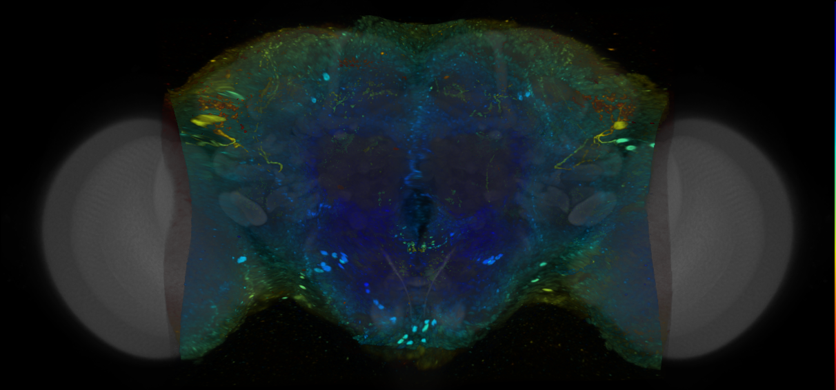 P{VT048939-GAL4} expression pattern