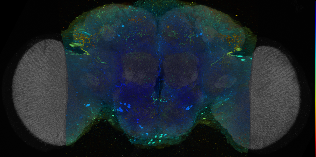 P{VT048939-GAL4} expression pattern