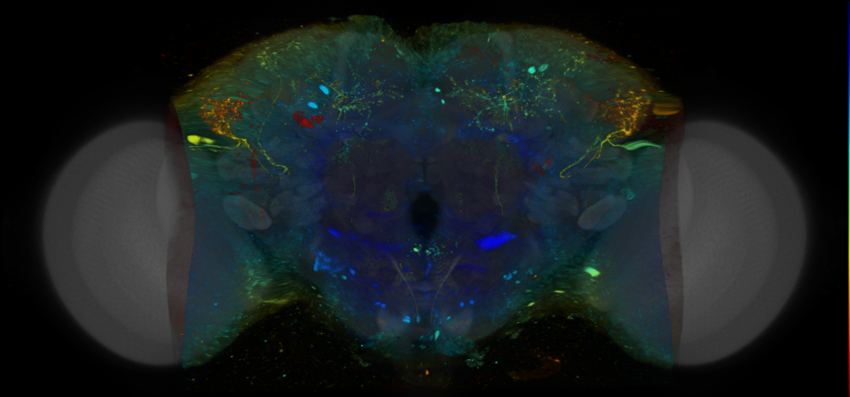 P{VT048939-GAL4} expression pattern