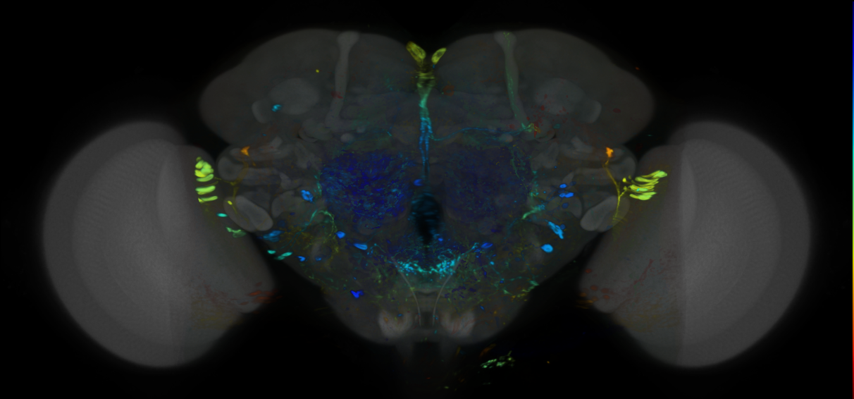 P{VT049025-GAL4} expression pattern