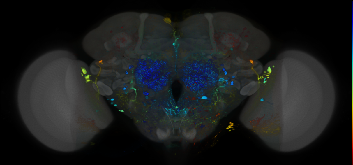 P{VT049025-GAL4} expression pattern