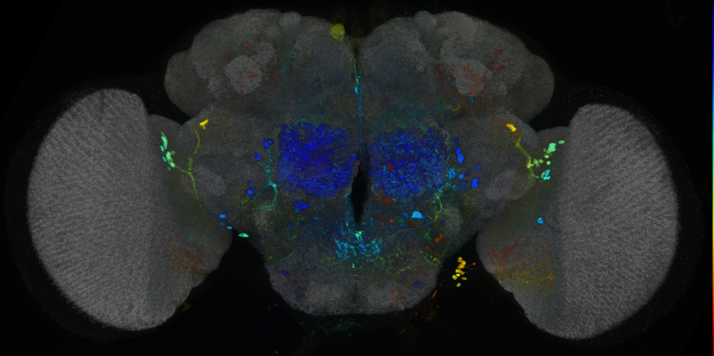 P{VT049025-GAL4} expression pattern
