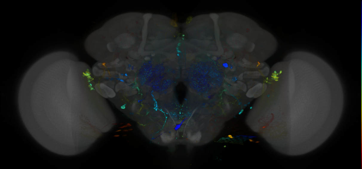 P{VT049025-GAL4} expression pattern