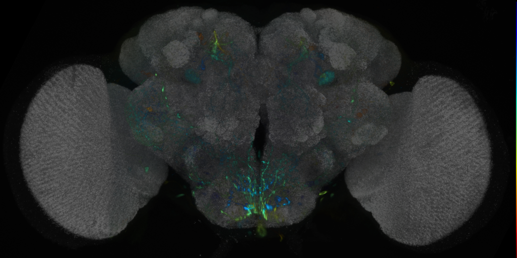P{VT049126-GAL4} expression pattern