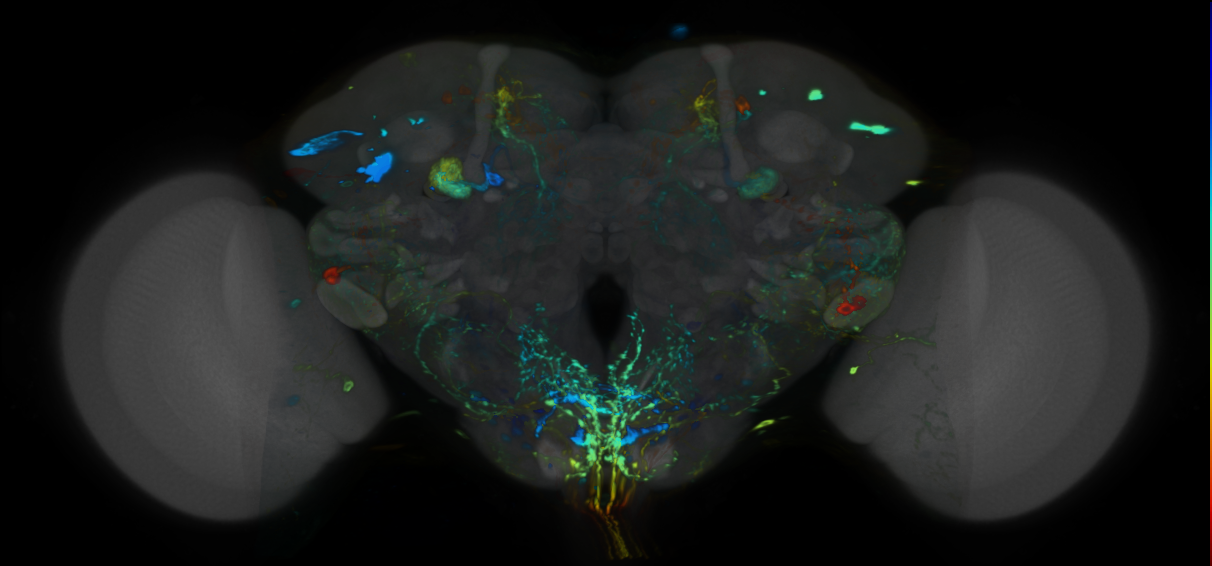 P{VT049126-GAL4} expression pattern