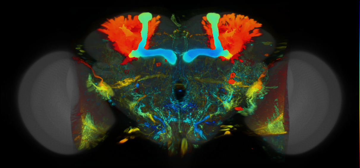 P{VT049246-GAL4} expression pattern
