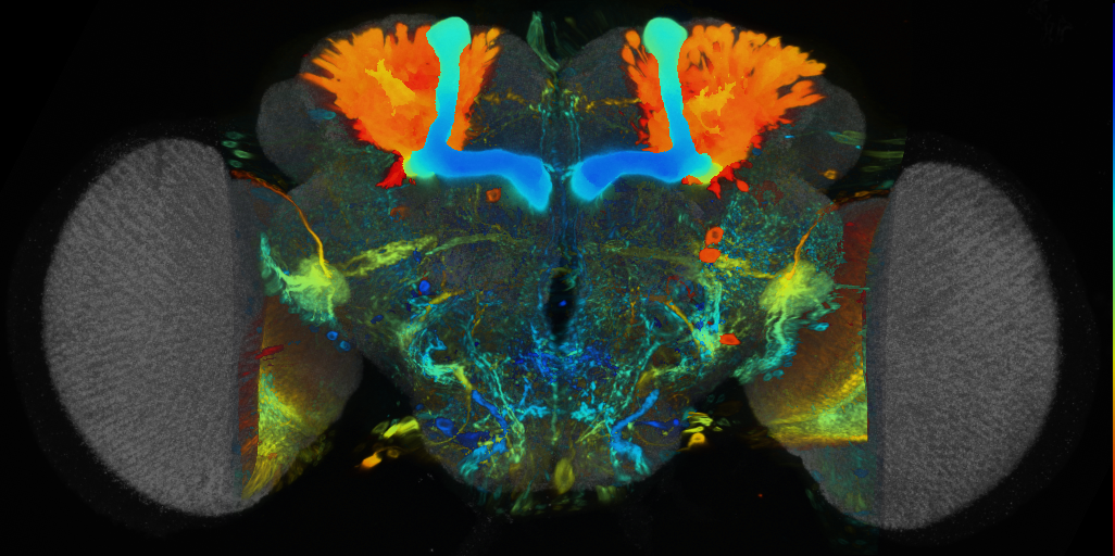 P{VT049246-GAL4} expression pattern