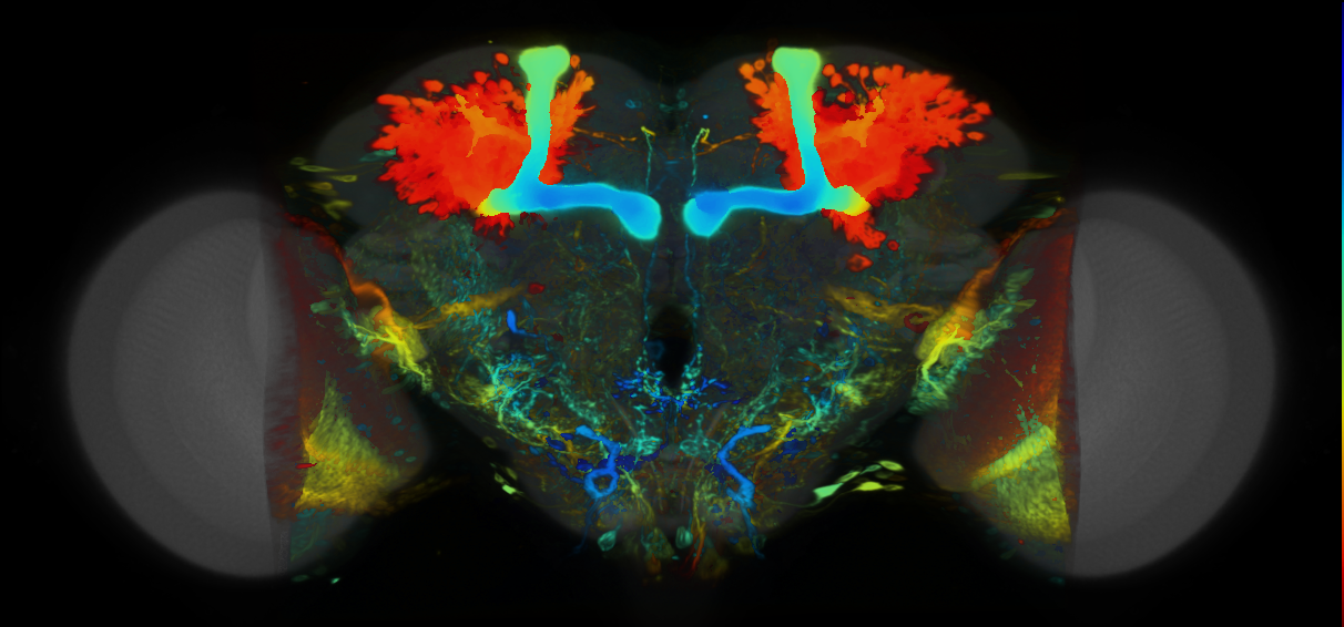 P{VT049246-GAL4} expression pattern