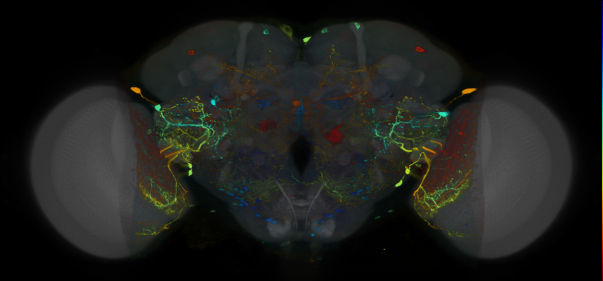 P{VT049285-GAL4} expression pattern