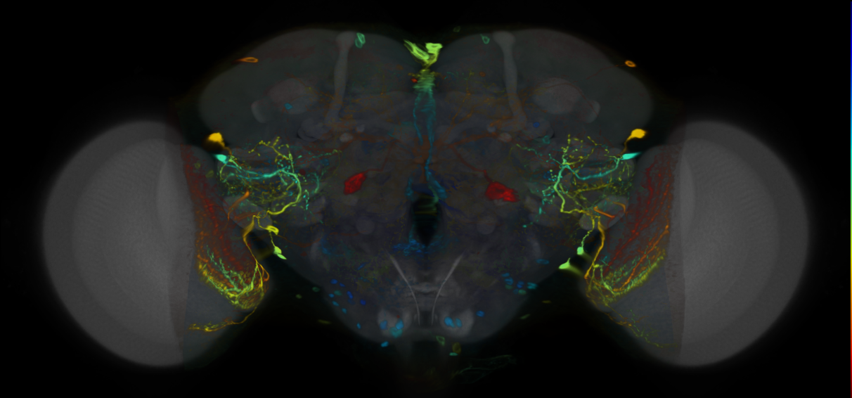 P{VT049285-GAL4} expression pattern
