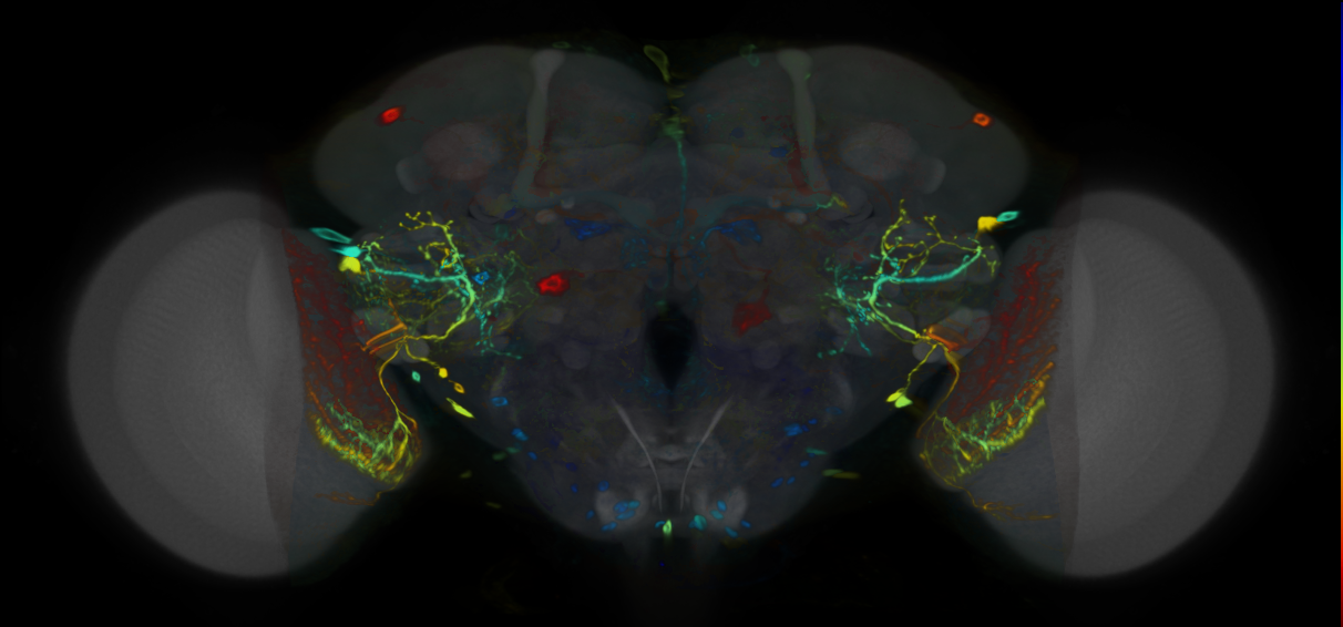 P{VT049285-GAL4} expression pattern