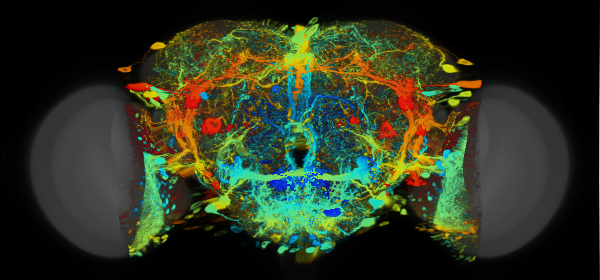 P{VT049366-GAL4} expression pattern