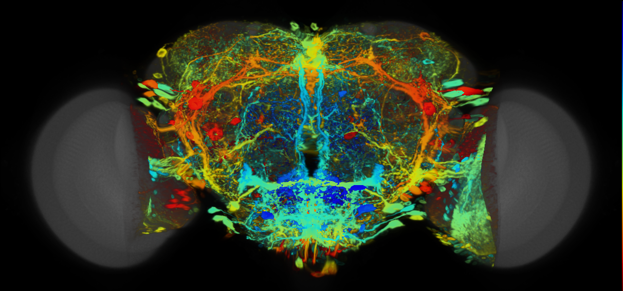P{VT049366-GAL4} expression pattern