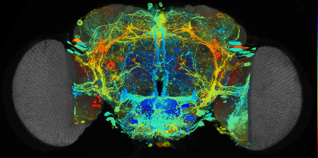 P{VT049366-GAL4} expression pattern