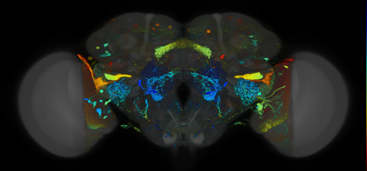 P{VT049376-GAL4} expression pattern