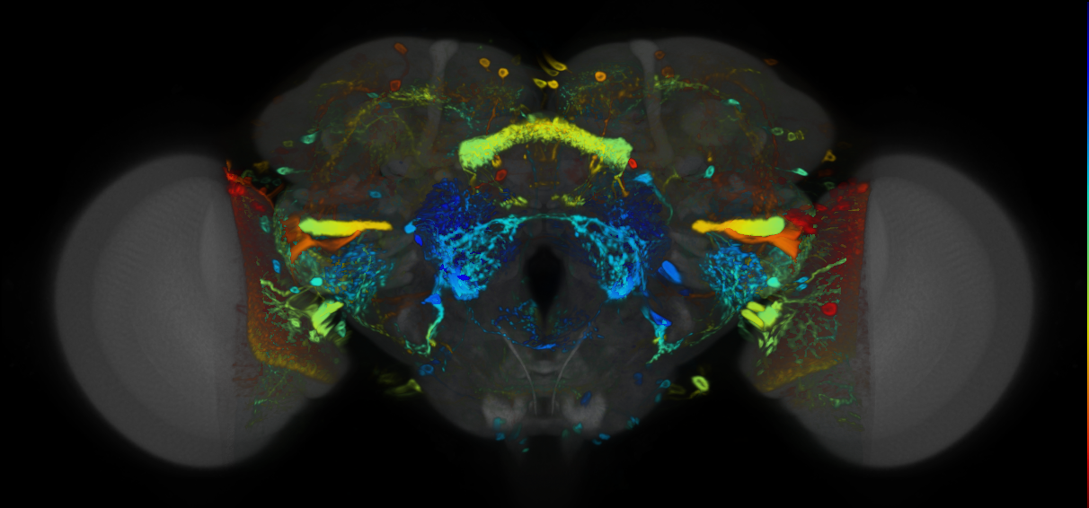 P{VT049376-GAL4} expression pattern