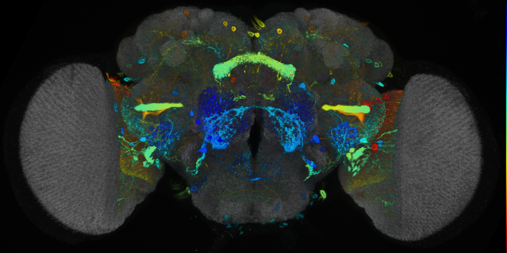 P{VT049376-GAL4} expression pattern