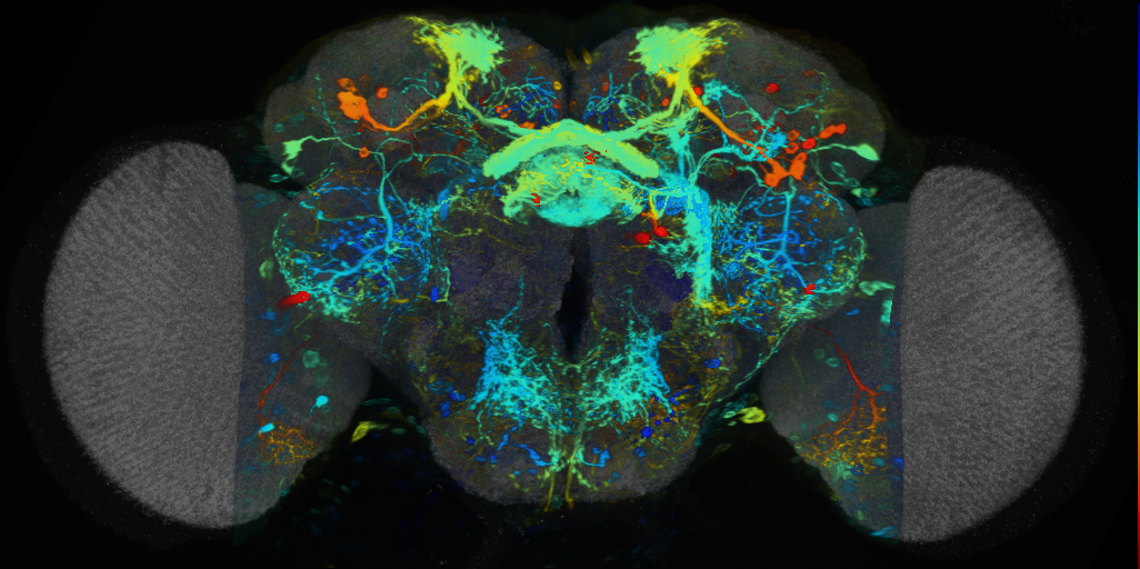 P{VT049388-GAL4} expression pattern