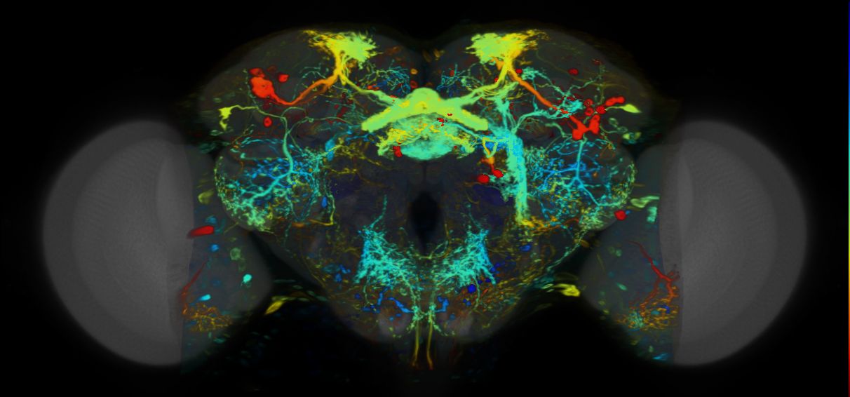 P{VT049388-GAL4} expression pattern