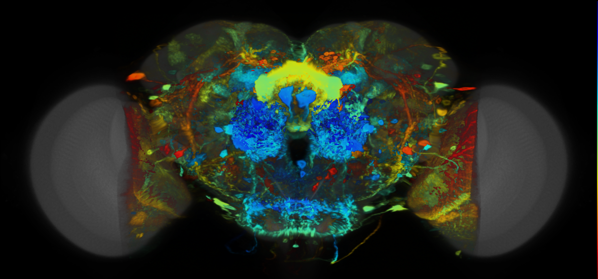 P{VT049481-GAL4} expression pattern