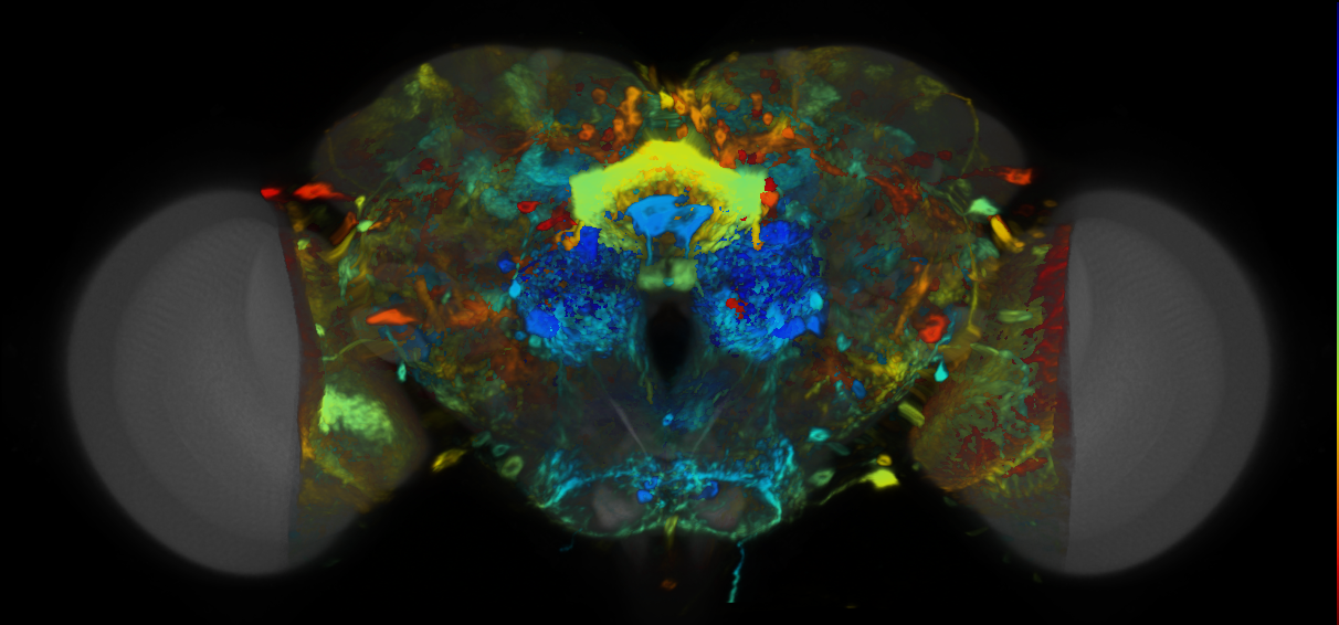 P{VT049481-GAL4} expression pattern