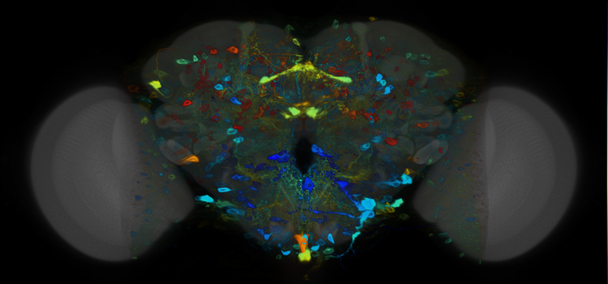 P{VT049487-GAL4} expression pattern