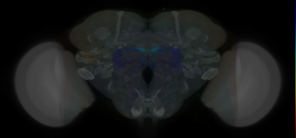 P{VT049502-GAL4} expression pattern