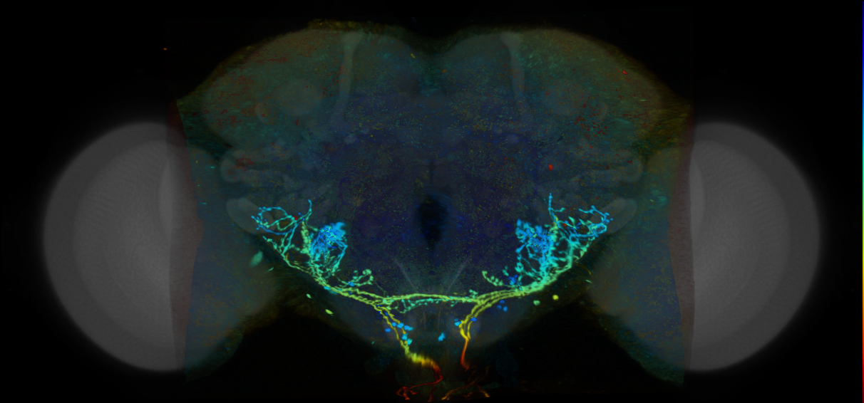 P{VT049570-GAL4} expression pattern