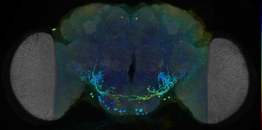 P{VT049570-GAL4} expression pattern