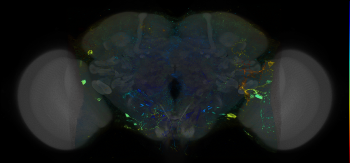 P{VT049651-GAL4} expression pattern
