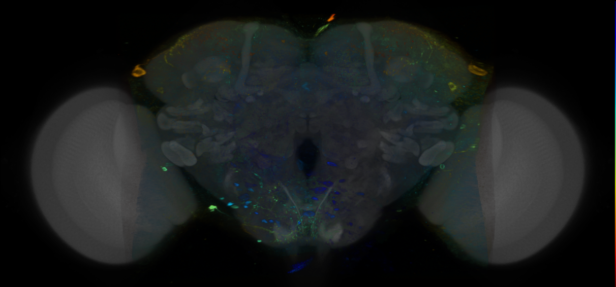 P{VT049651-GAL4} expression pattern