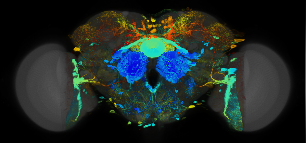 P{VT049726-GAL4} expression pattern