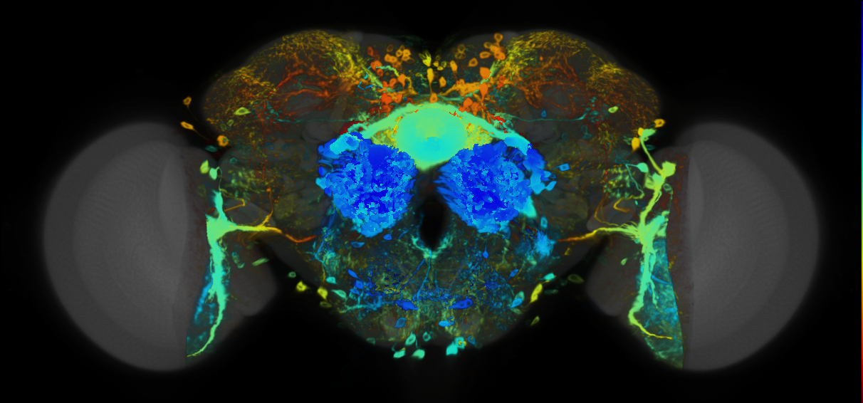 P{VT049726-GAL4} expression pattern