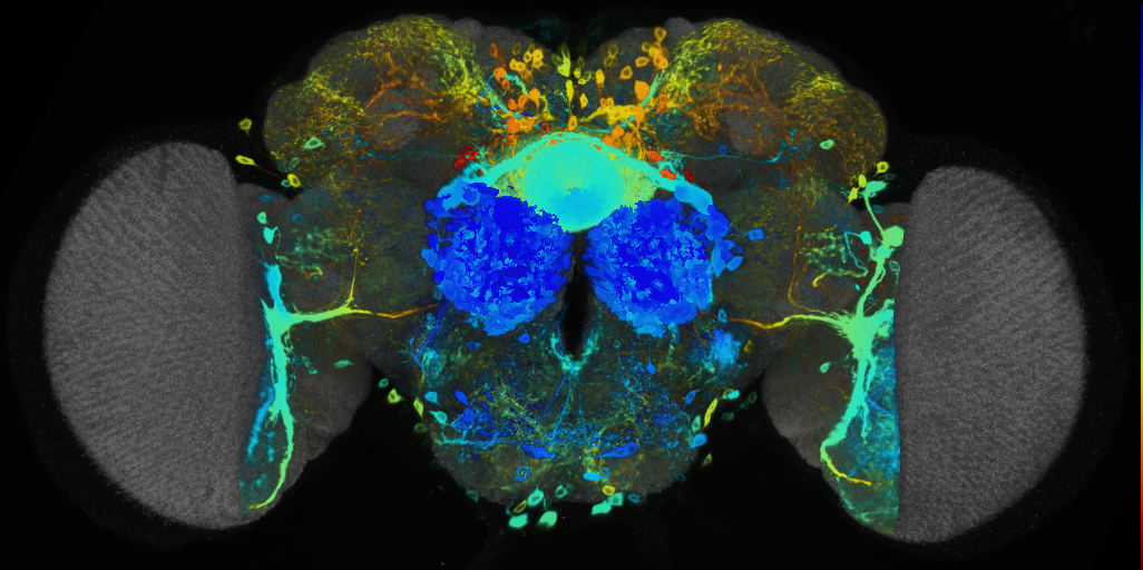 P{VT049726-GAL4} expression pattern