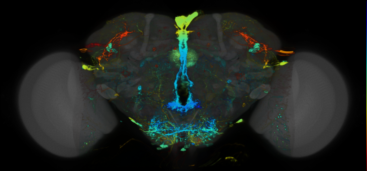 P{VT049727-GAL4} expression pattern