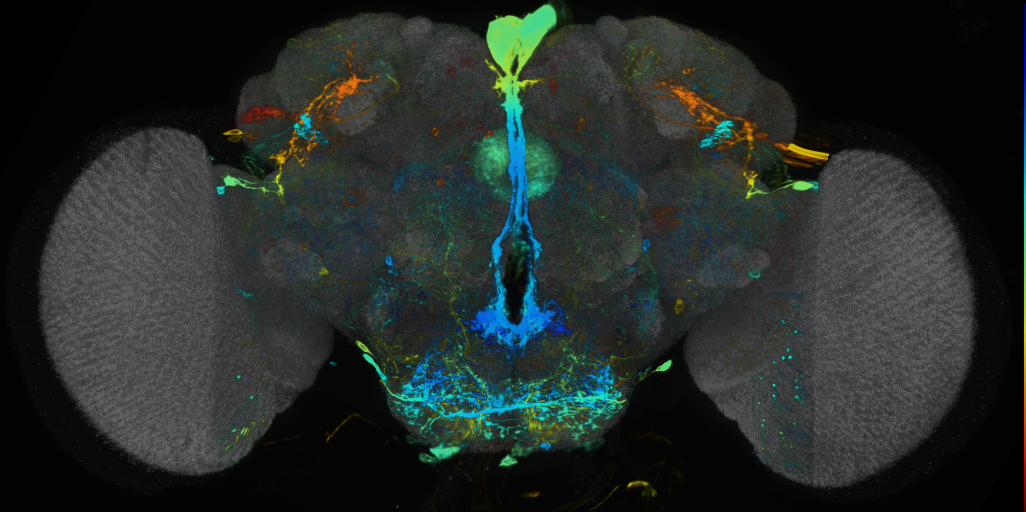 P{VT049727-GAL4} expression pattern