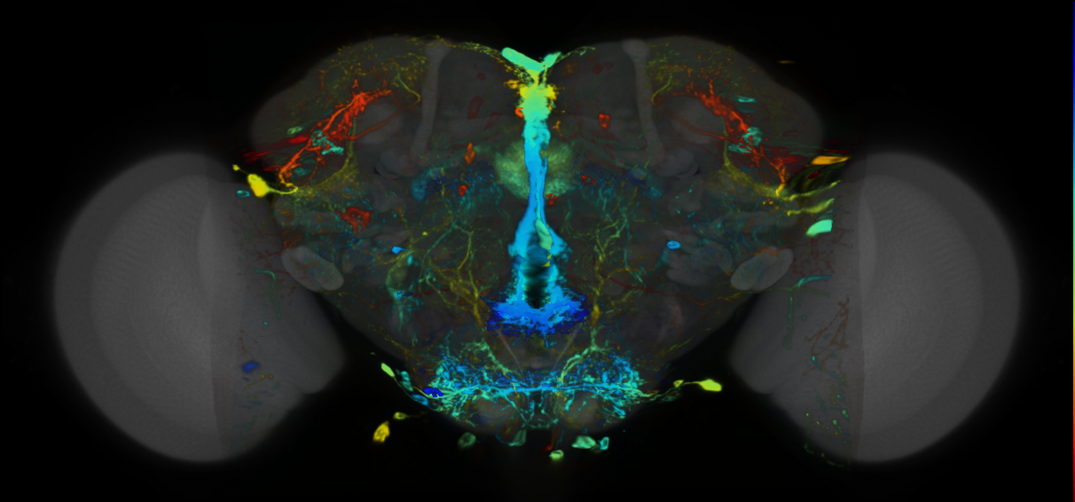 P{VT049727-GAL4} expression pattern