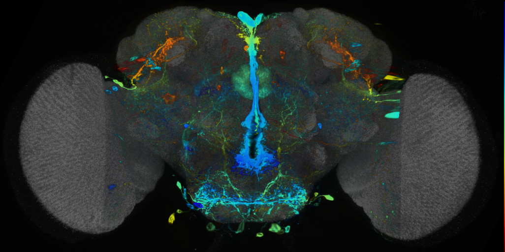P{VT049727-GAL4} expression pattern