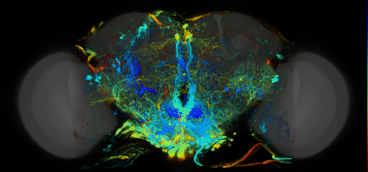 P{VT050118-GAL4} expression pattern