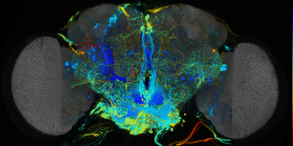 P{VT050118-GAL4} expression pattern