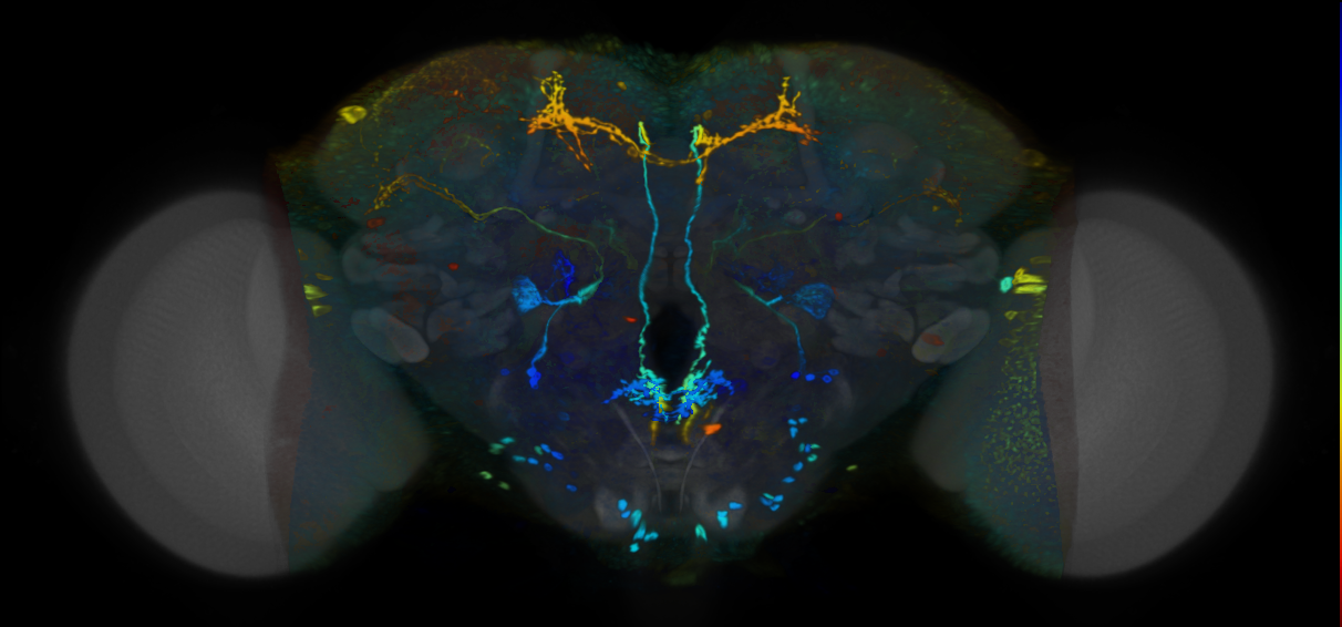 P{VT050157-GAL4} expression pattern