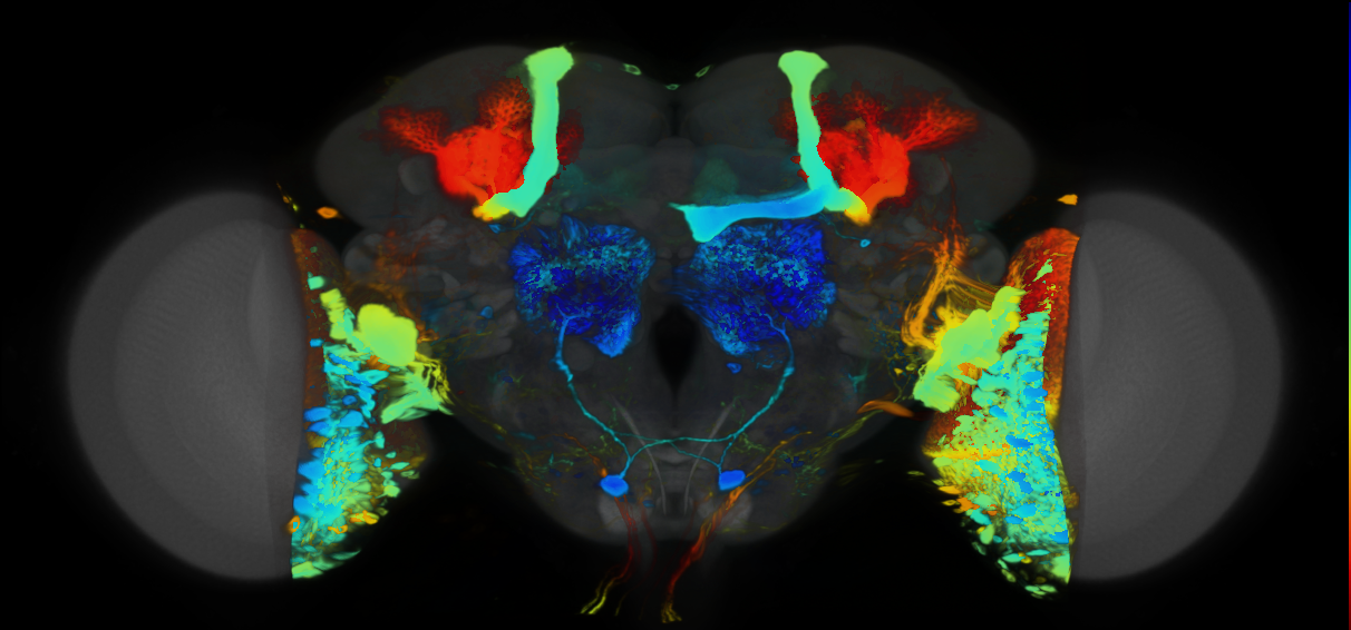P{VT050160-GAL4} expression pattern