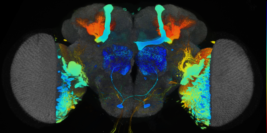P{VT050160-GAL4} expression pattern